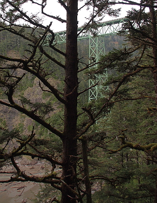 [The light-green structural steel of the bridge is visible behind the limbs of a tall, multi-limbed spruce.]